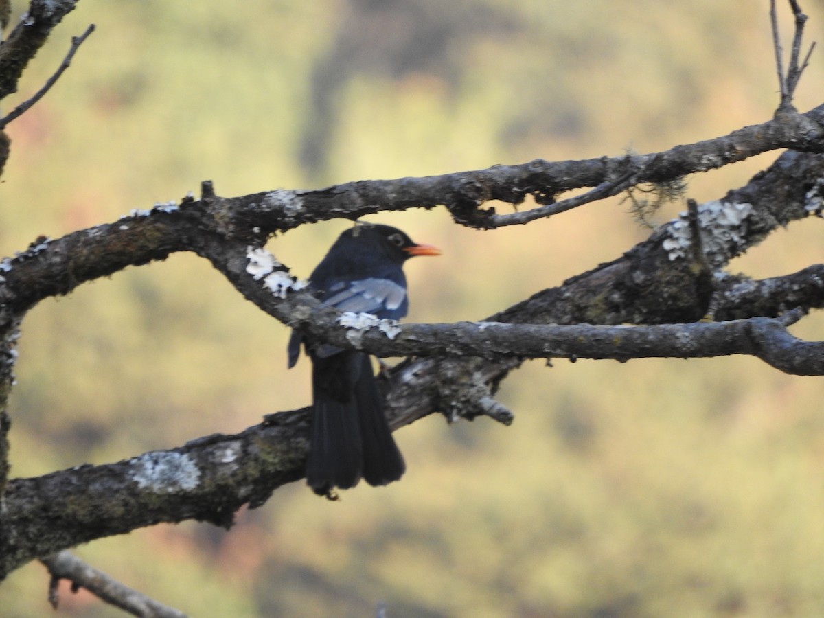 Gray-winged Blackbird - ML628813866
