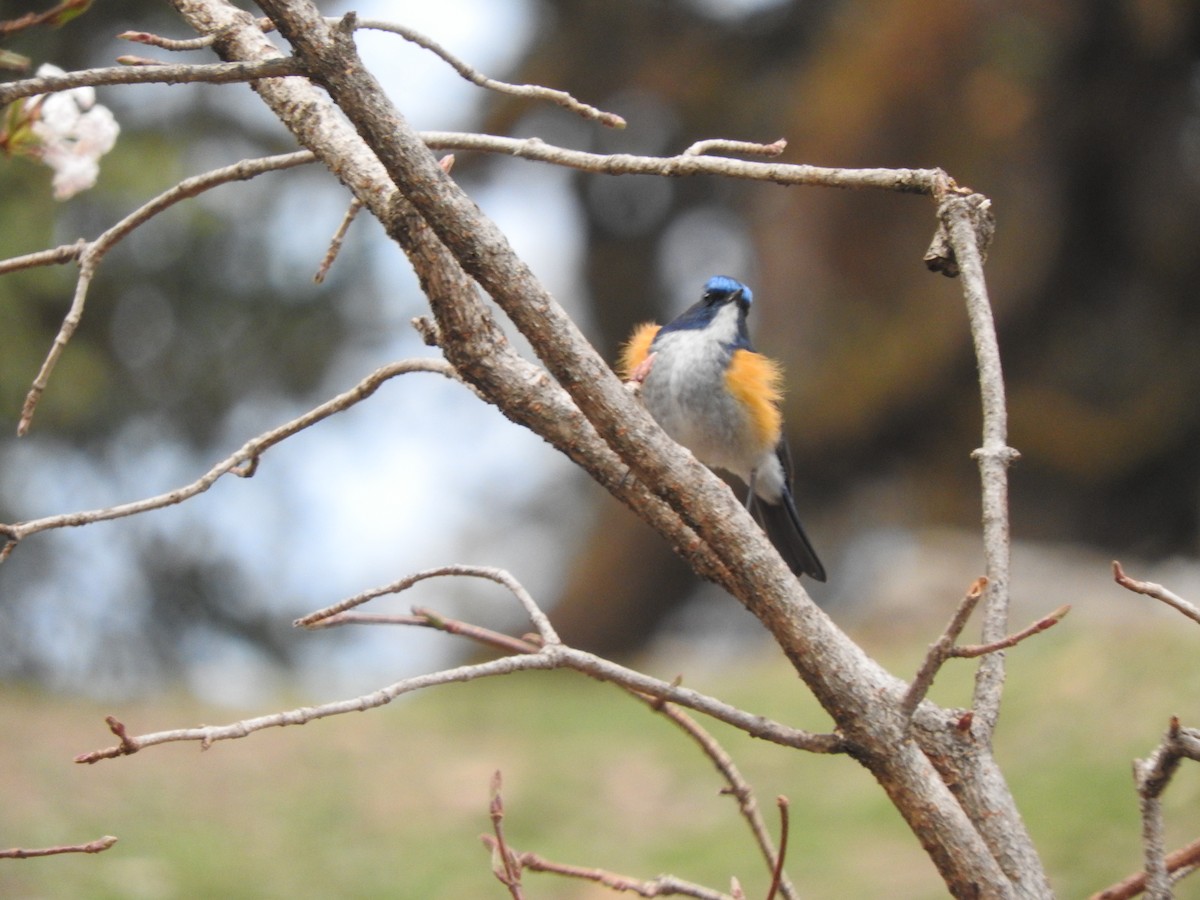 Himalayan Bluetail - ML628813891