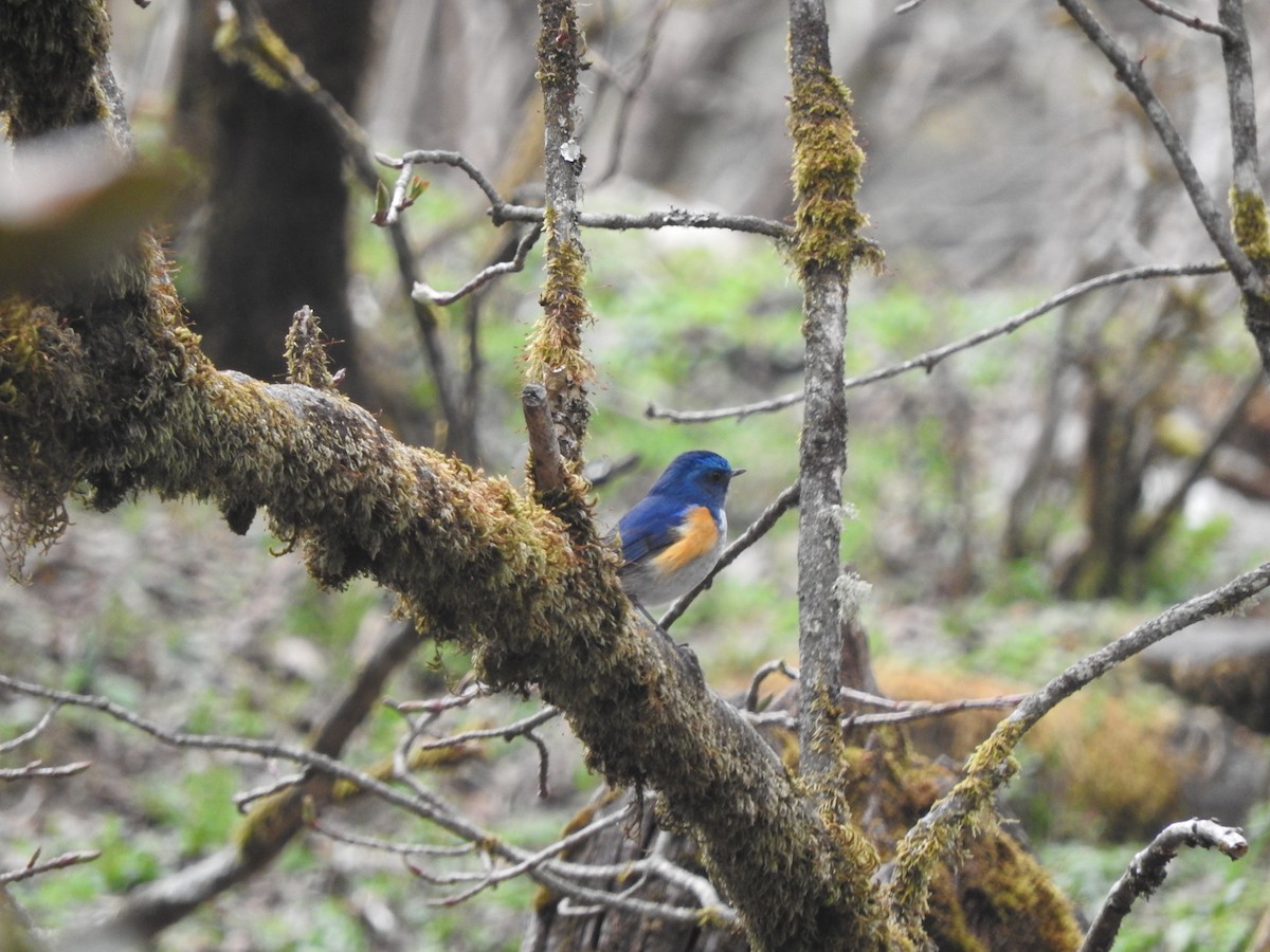 Himalayan Bluetail - ML628813892