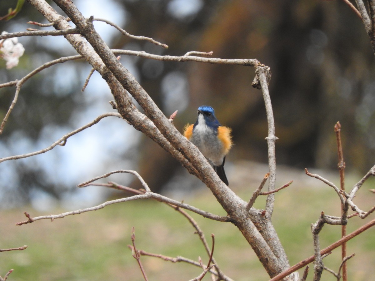 Himalayan Bluetail - ML628813896