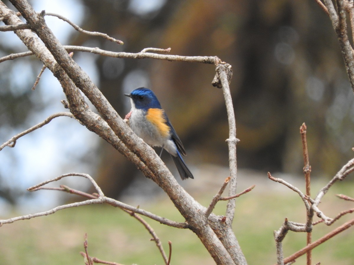 Himalayan Bluetail - ML628813898