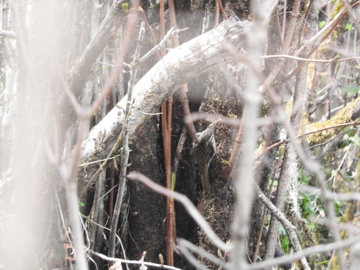 Bar-tailed Treecreeper - ML628814042