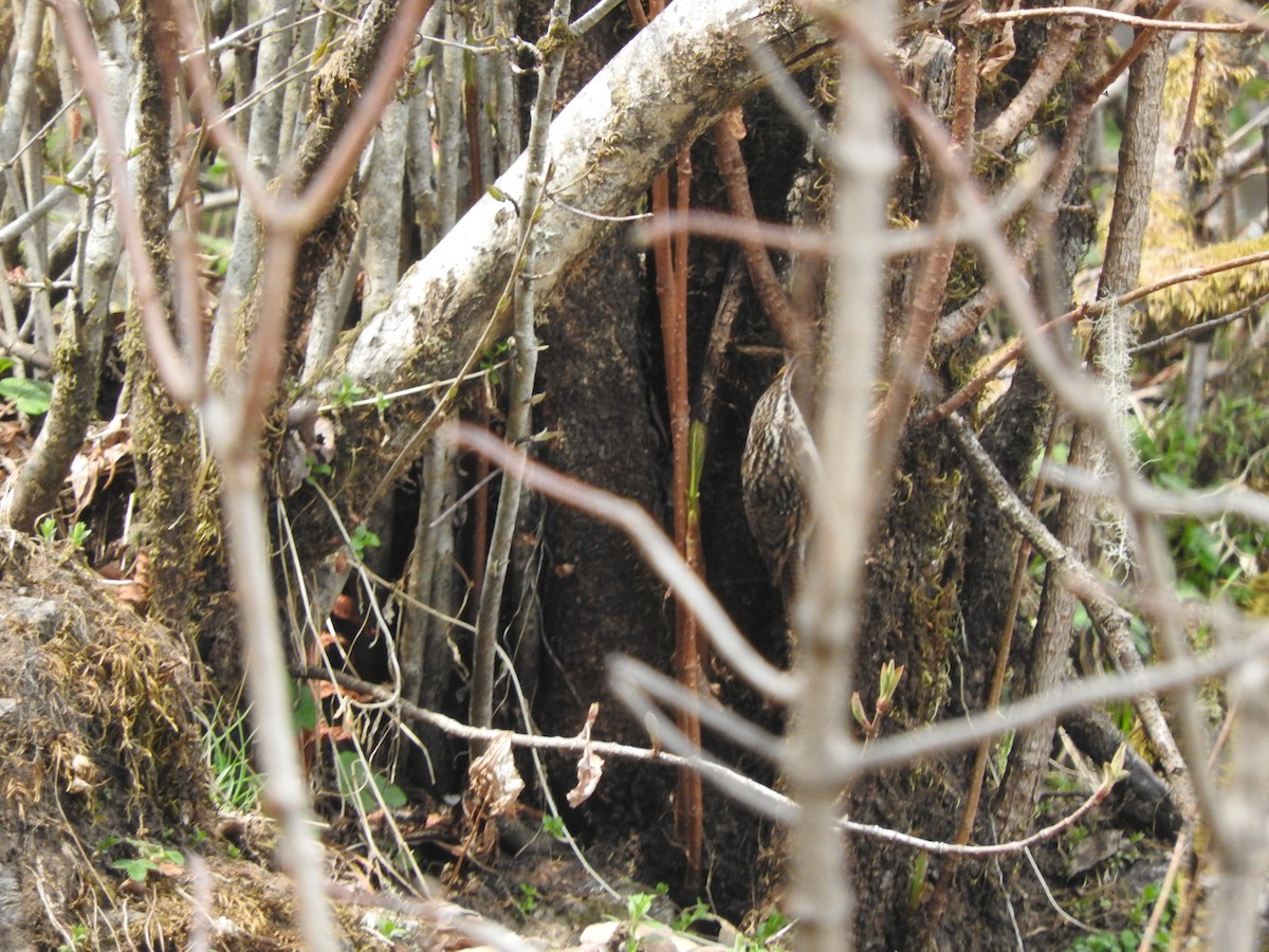 Bar-tailed Treecreeper - ML628814045