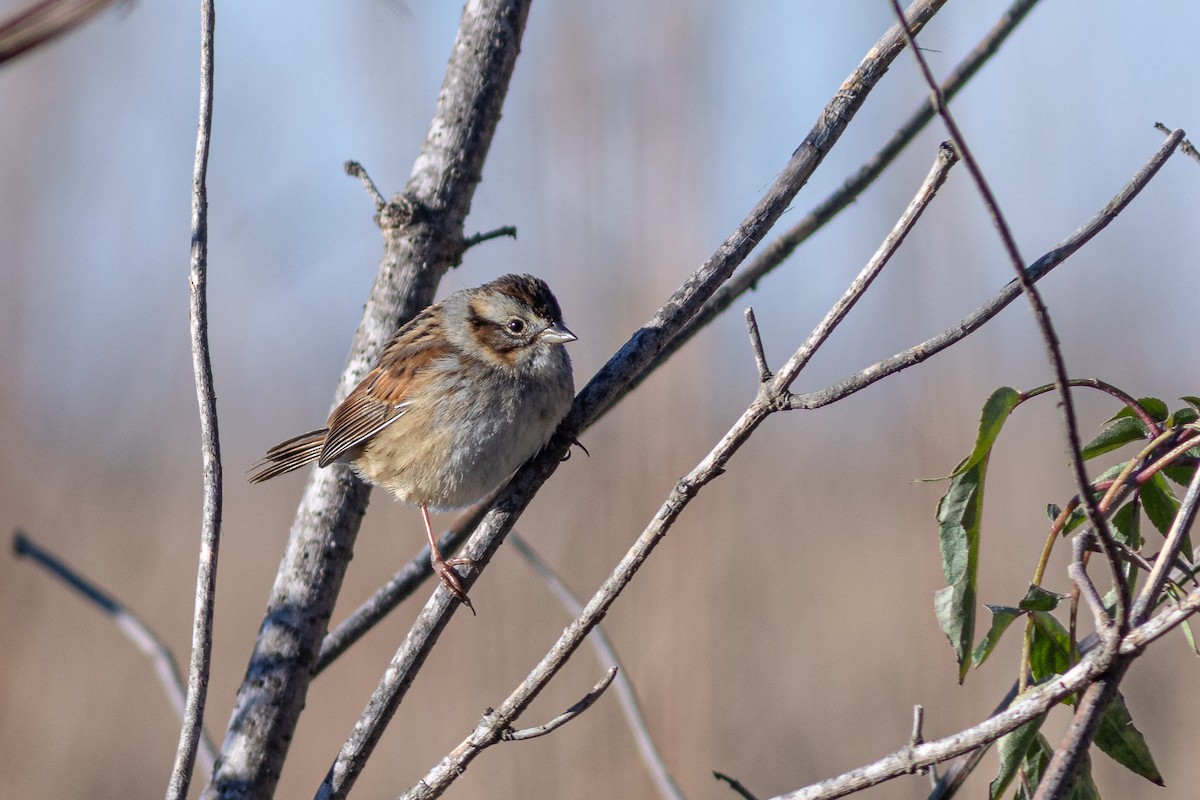 Swamp Sparrow - ML628814254