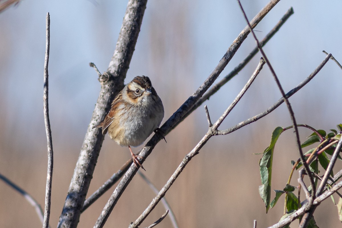 Swamp Sparrow - ML628814365