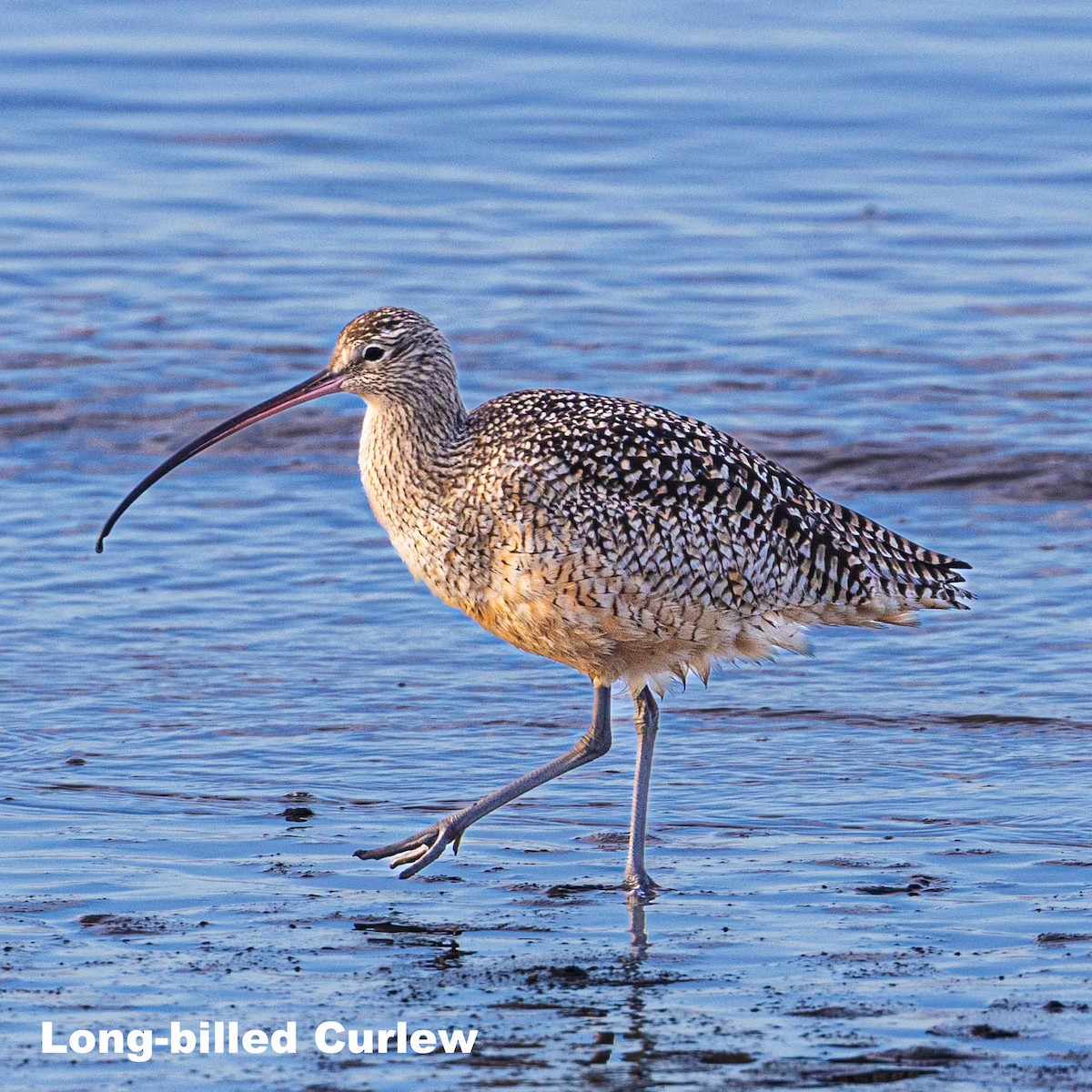 Long-billed Curlew - ML628814505