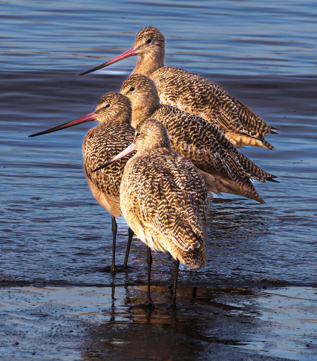 Marbled Godwit - ML628814521