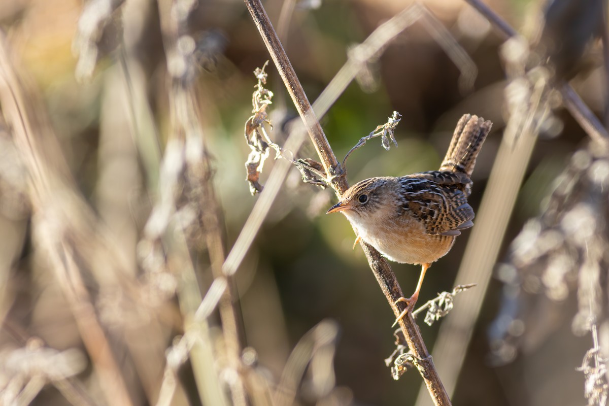 Sedge Wren - ML628814540