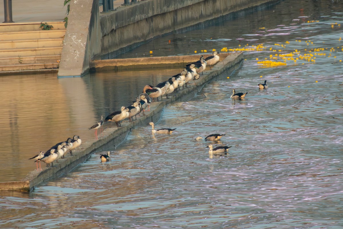 Knob-billed Duck - ML628814720