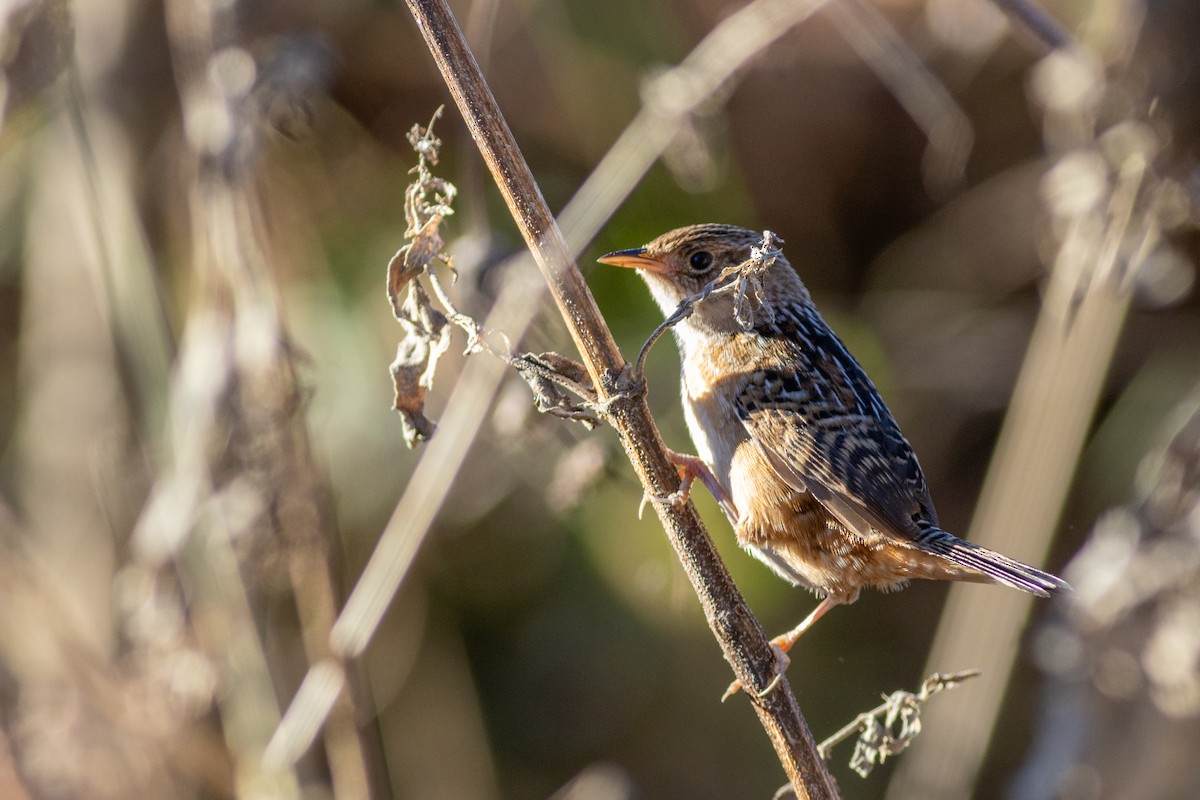 Sedge Wren - ML628814752
