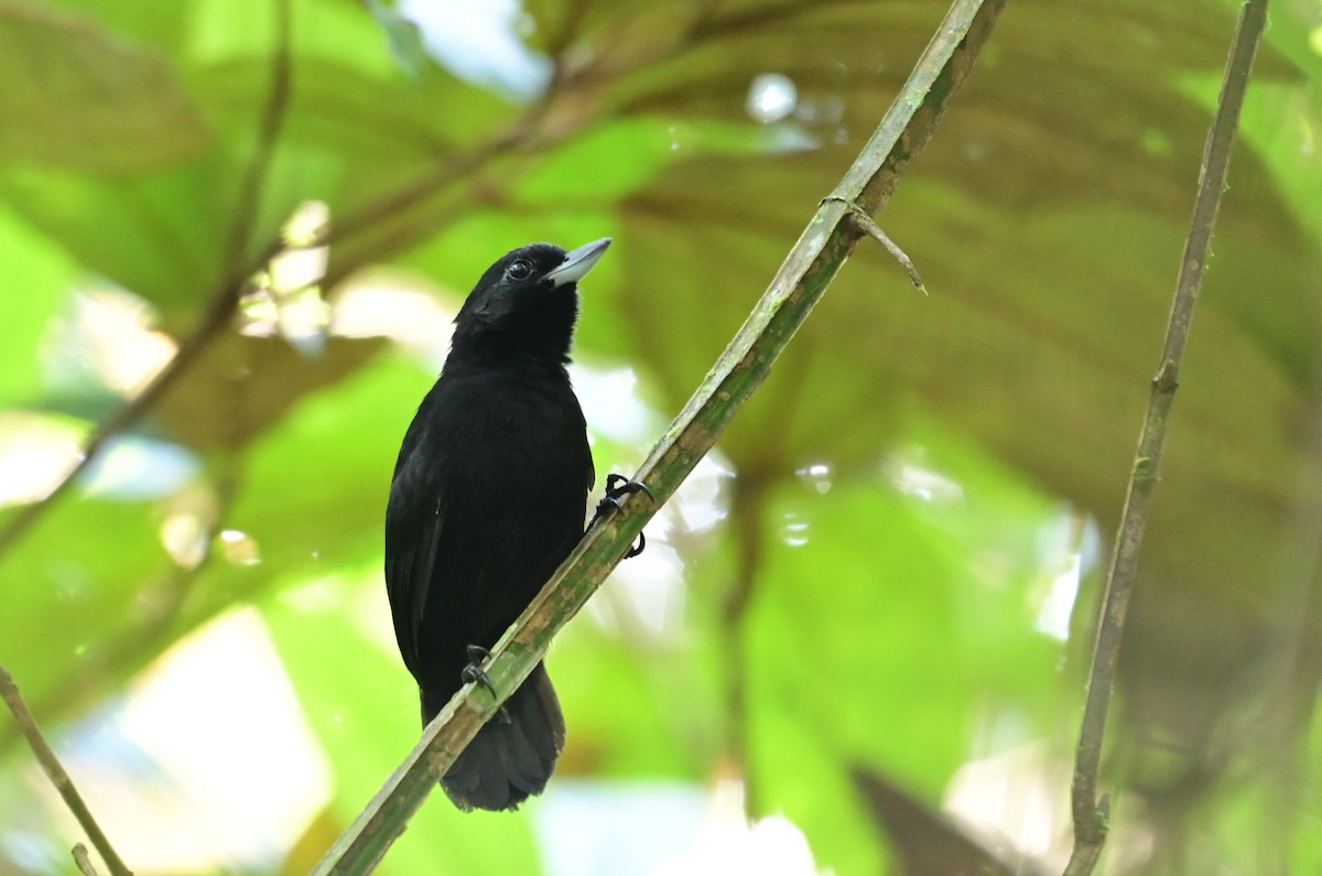 Black Bushbird - ML628814853