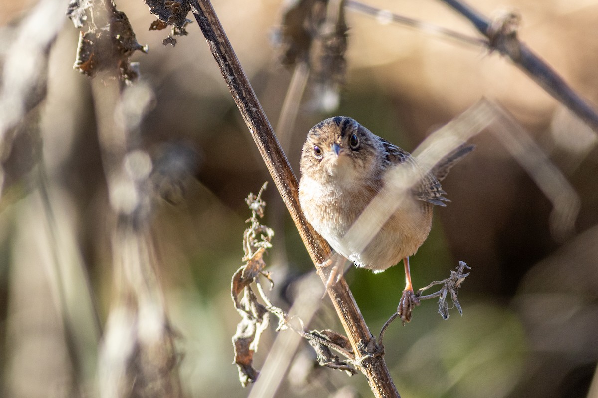 Sedge Wren - ML628814941