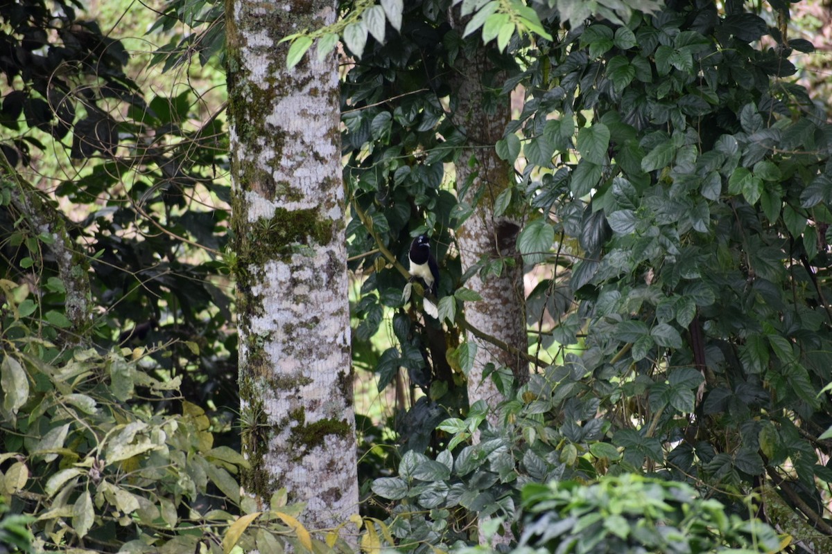 Black-chested Jay - ML628814992