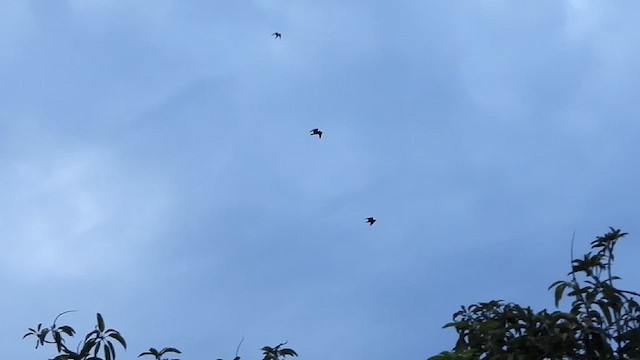 Bat Hawk - ML628815231