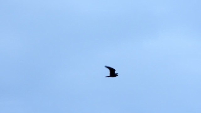 Bat Hawk - ML628815232