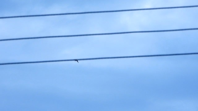 Bat Hawk - ML628815235