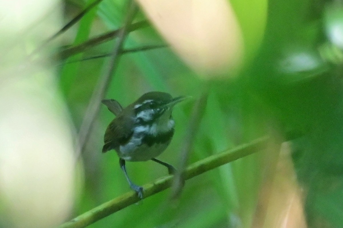 Collared Gnatwren - ML628815256