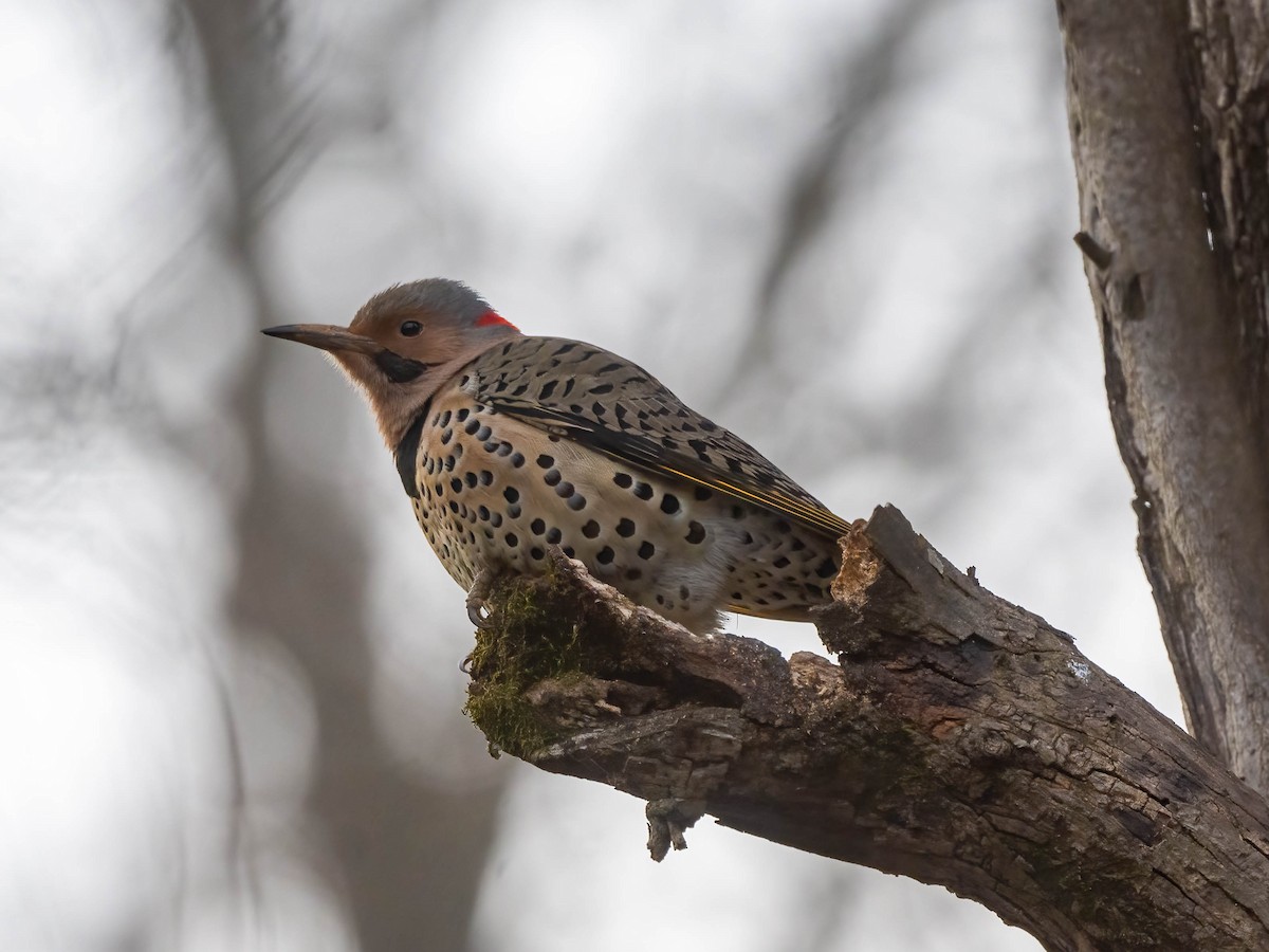 Northern Flicker - ML628815405