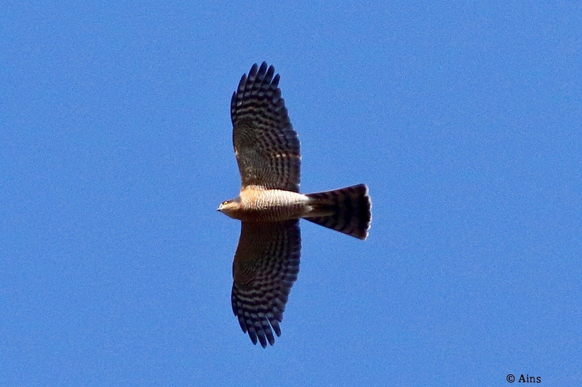 Eurasian Sparrowhawk - ML628815451