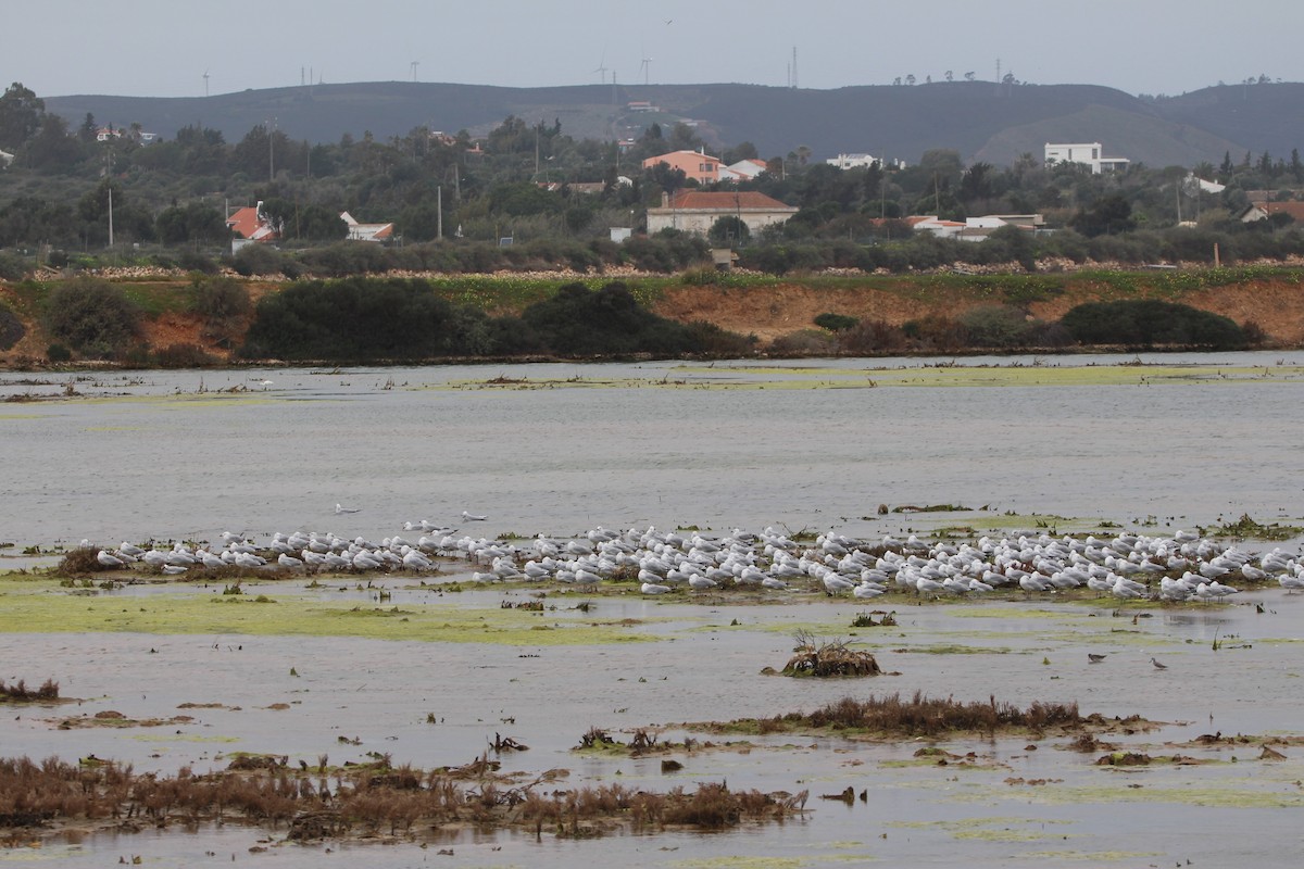 Audouin's Gull - ML628815575