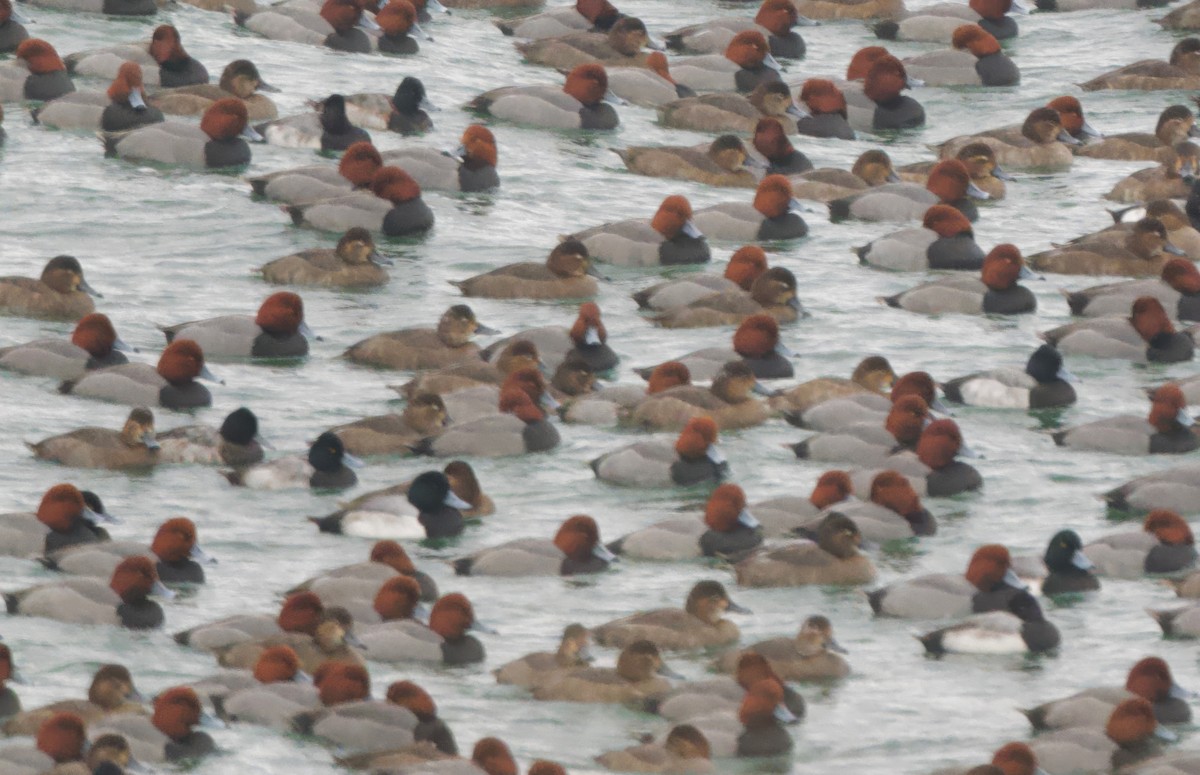 Greater Scaup - ML628815588