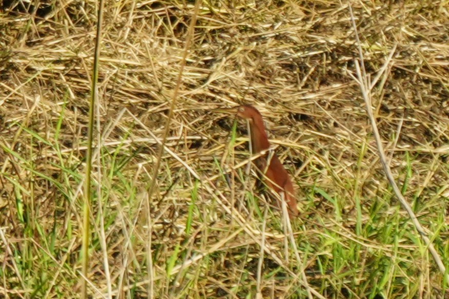 Cinnamon Bittern - ML628815658
