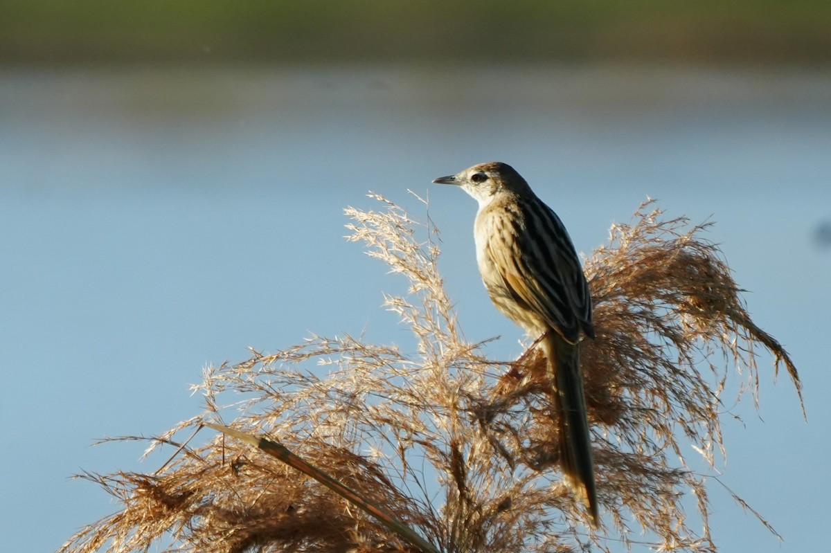 Striated Grassbird - ML628815683