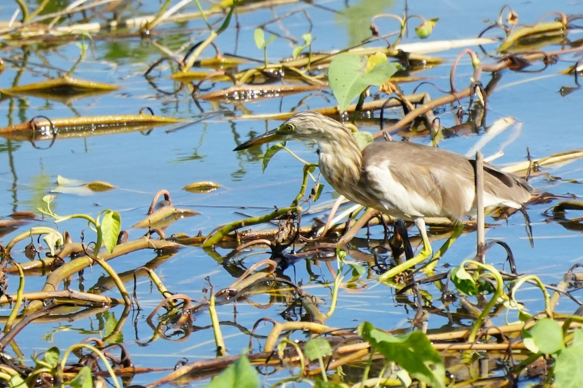 Javan Pond-Heron - ML628815701