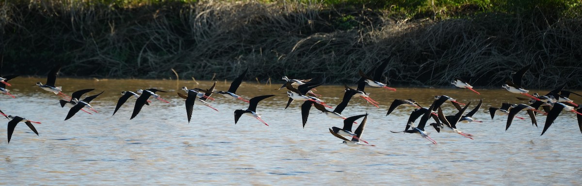 Black-winged Stilt - ML628815720