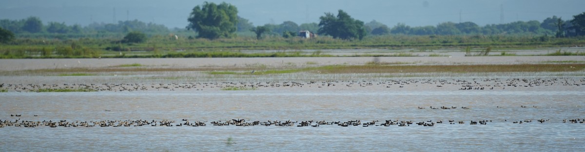 Garganey - ML628815737