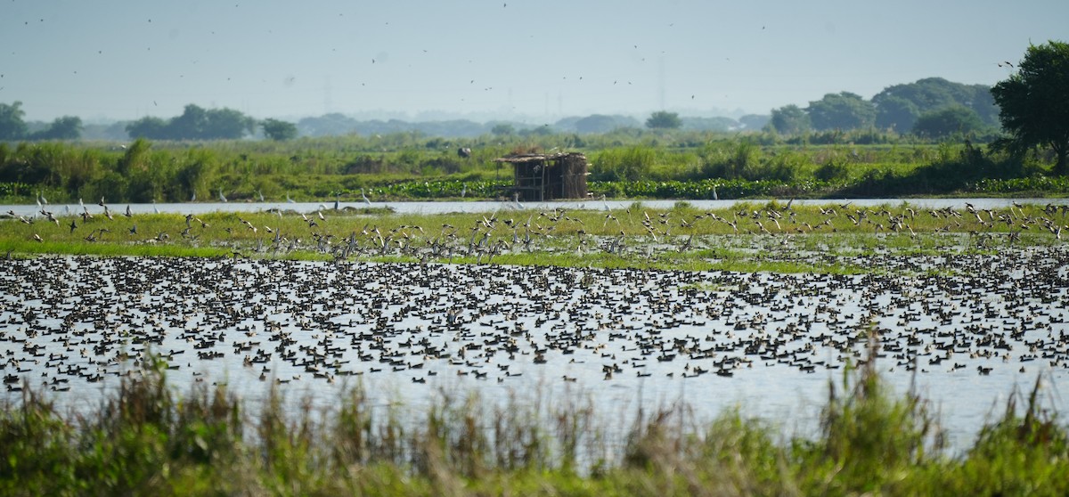 Garganey - ML628815738