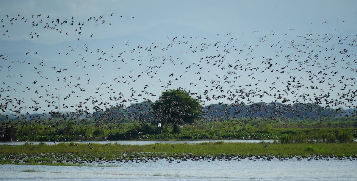 Garganey - ML628815739
