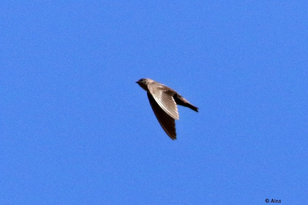 Dusky Crag-Martin - ML628815767