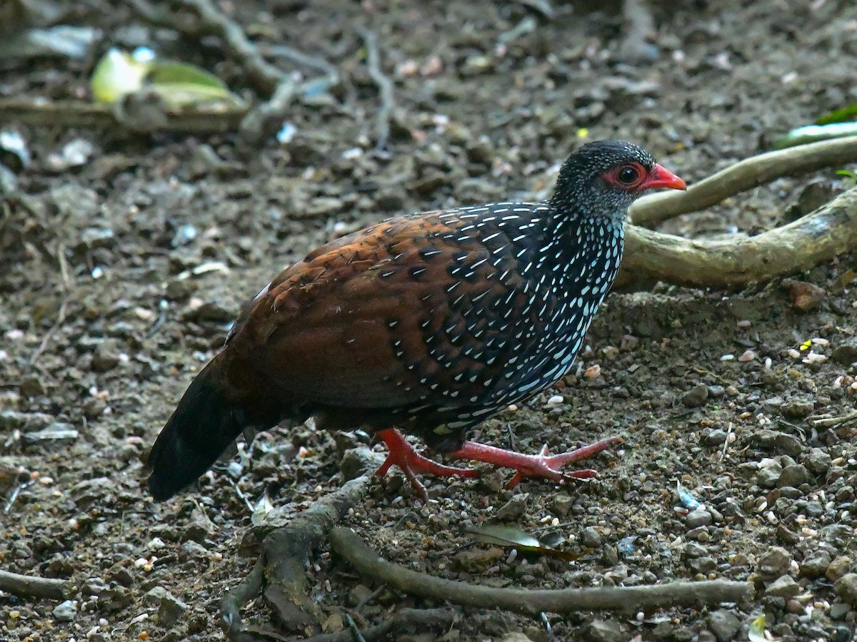 Sri Lanka Spurfowl - ML628815868