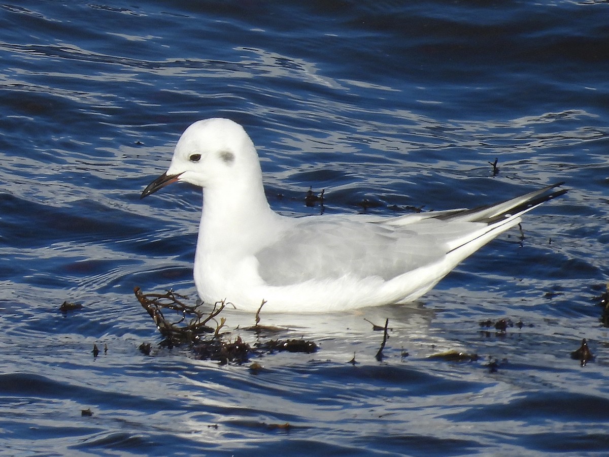 Bonaparte's Gull - ML628815952