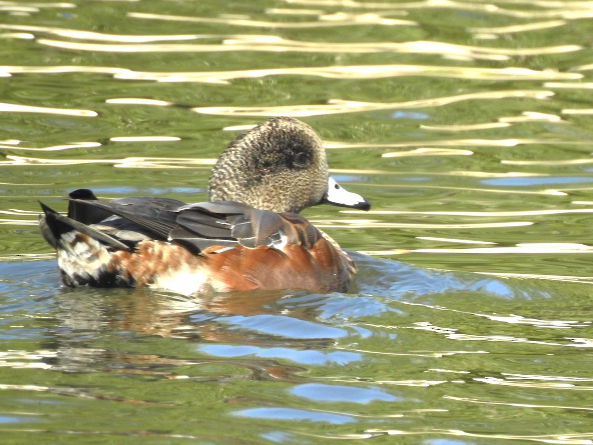 American Wigeon - ML628816054