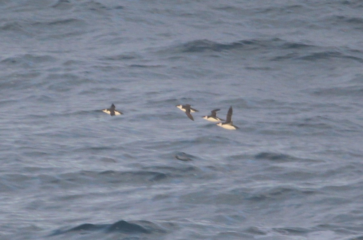 Razorbill - ML628816113