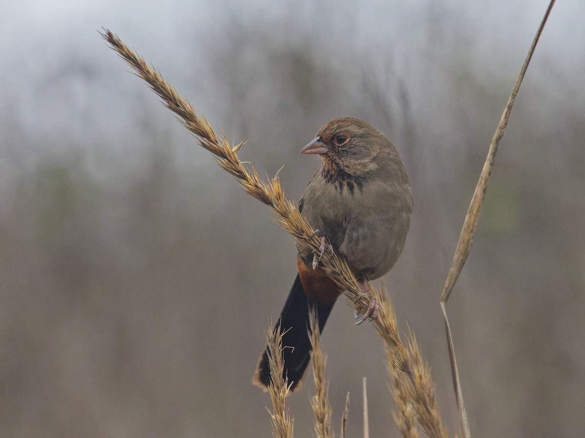 California Towhee - ML628816208