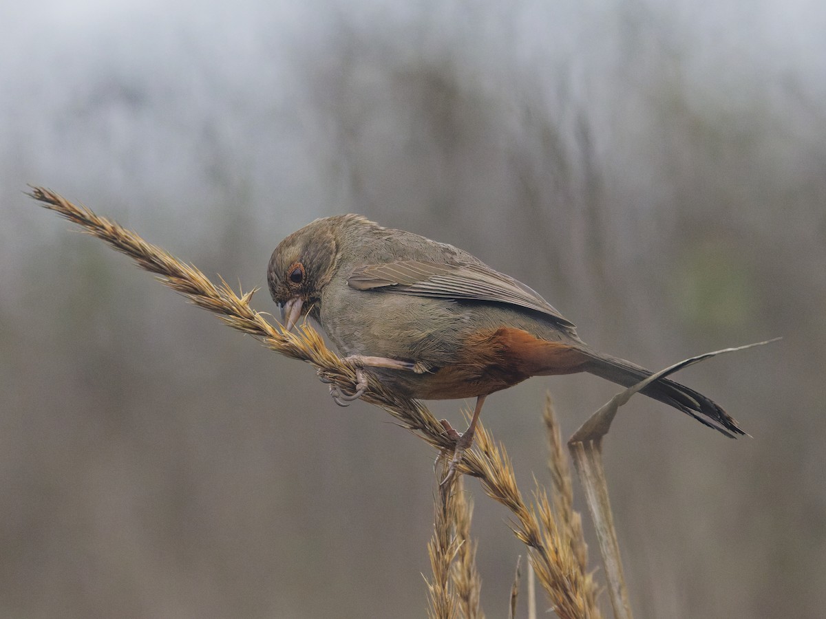 California Towhee - ML628816209
