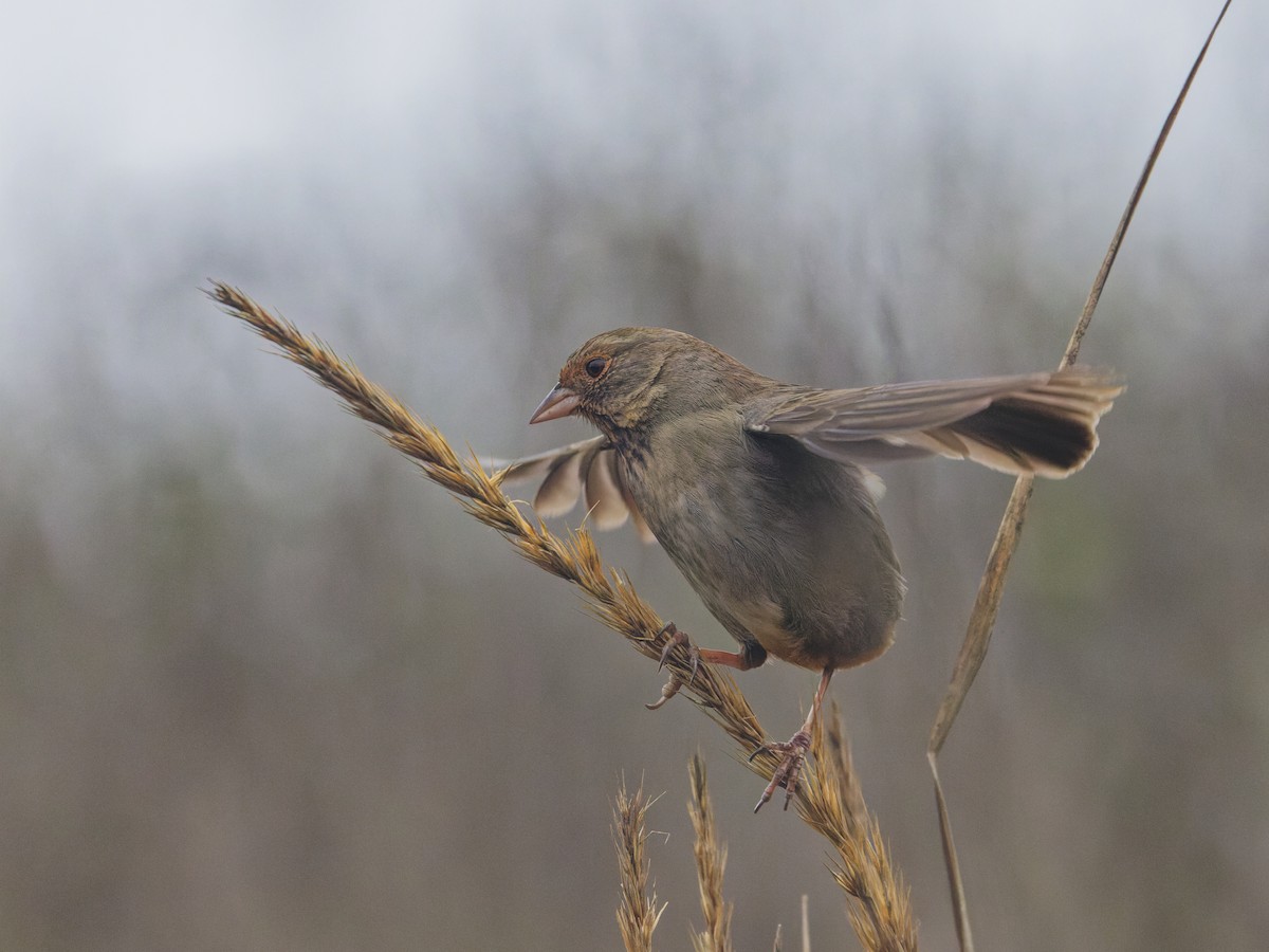 California Towhee - ML628816210