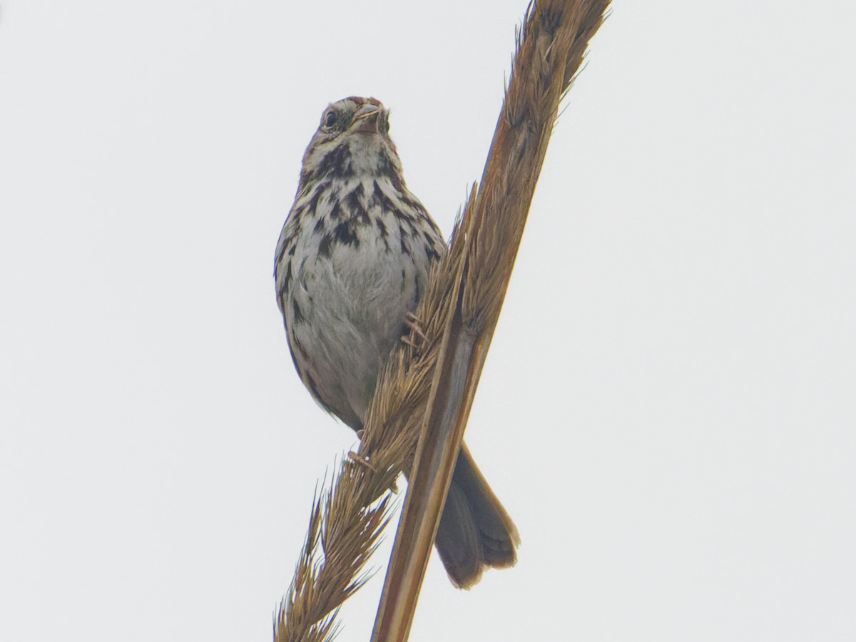 Song Sparrow - ML628816214