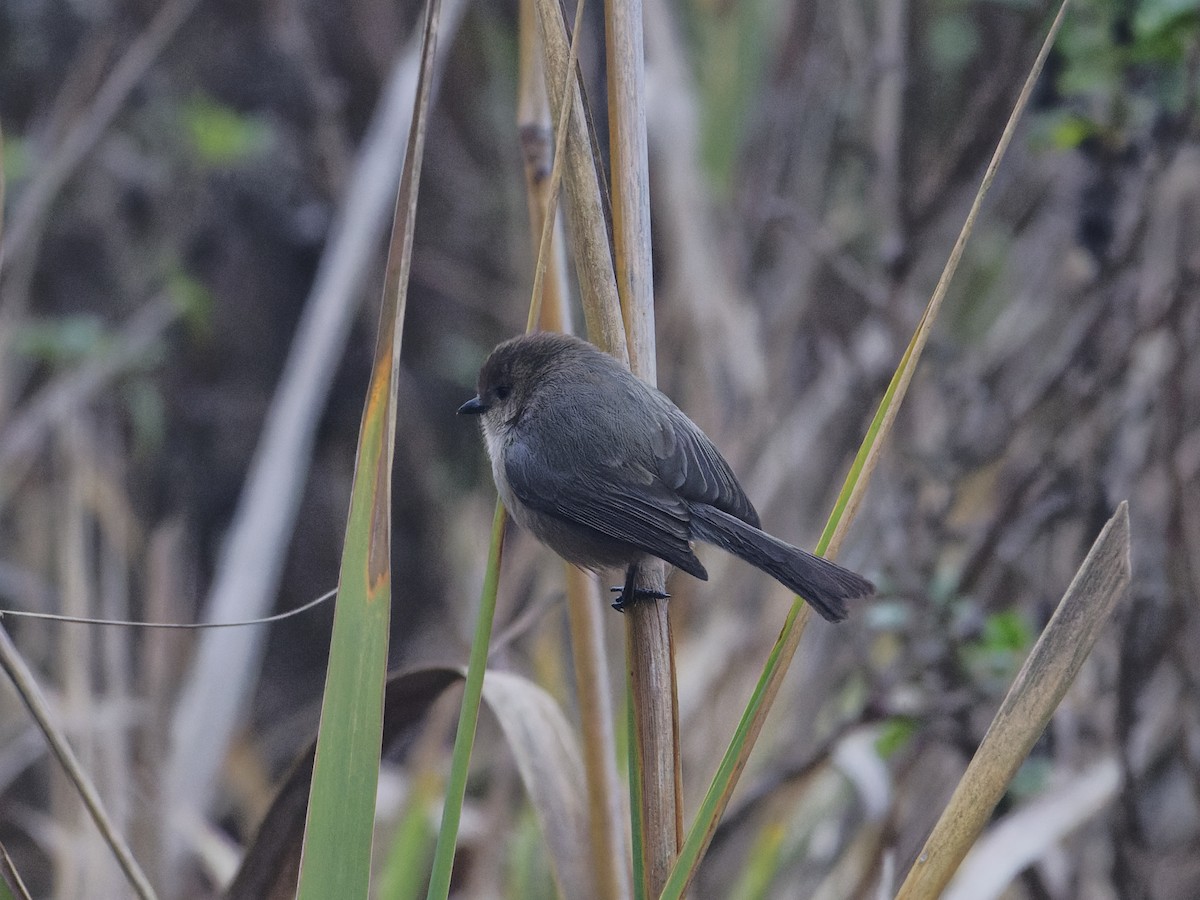 Bushtit - ML628816234