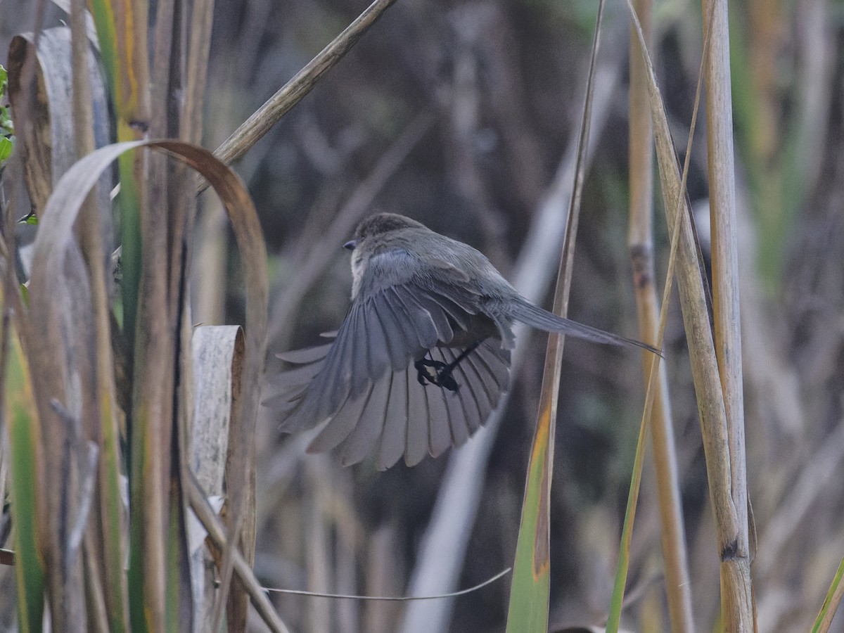Bushtit - ML628816236
