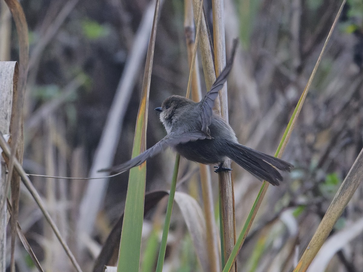 Bushtit - ML628816237