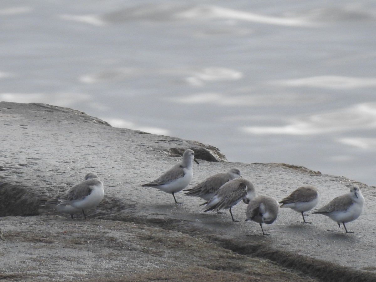 Sanderling - ML628816318