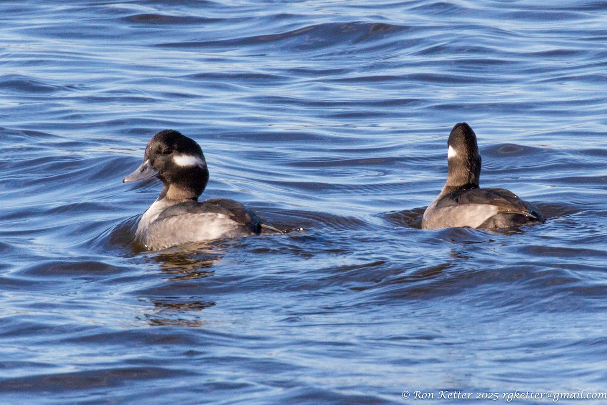 Bufflehead - ML628816419