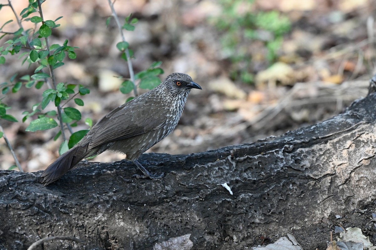 Arrow-marked Babbler - ML628816538