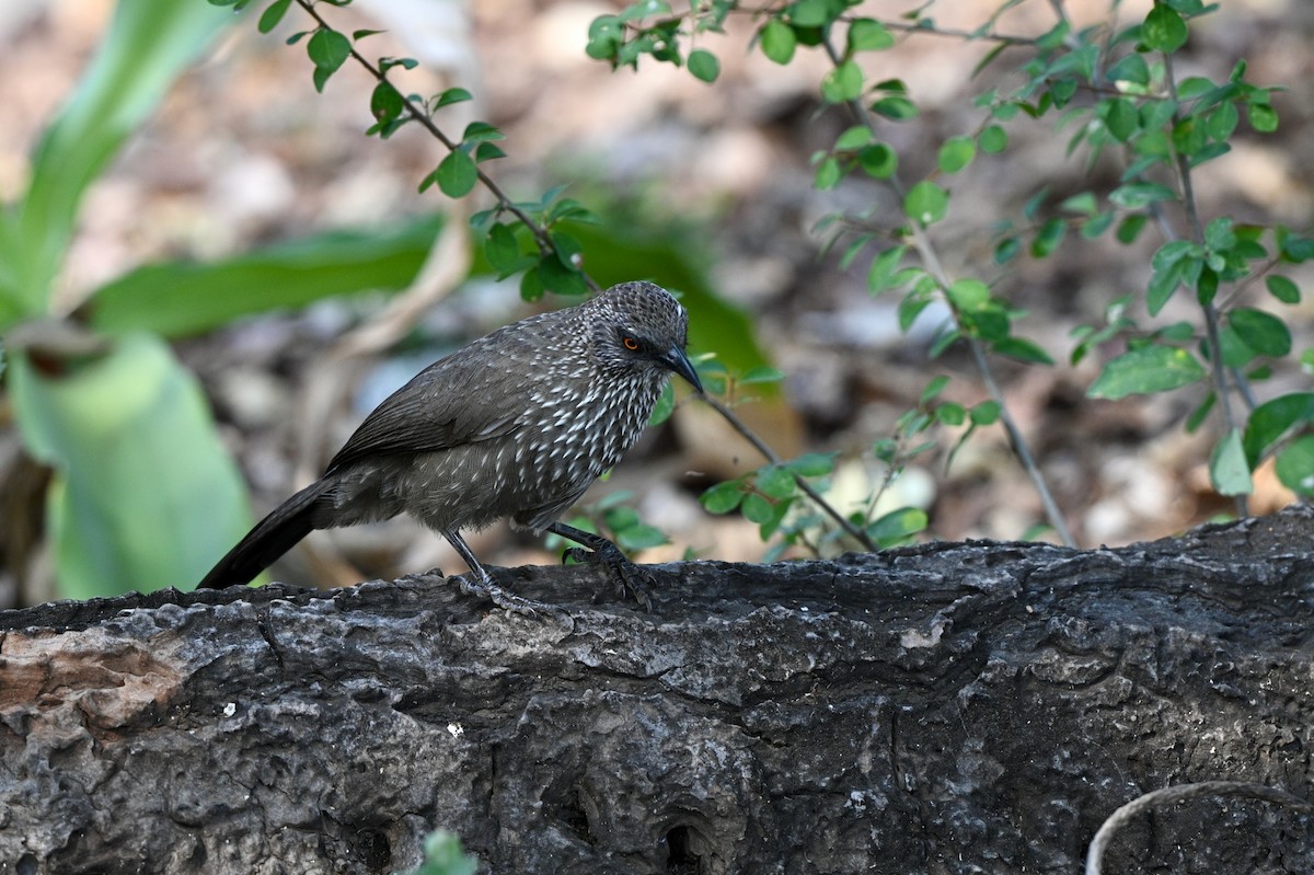 Arrow-marked Babbler - ML628816544