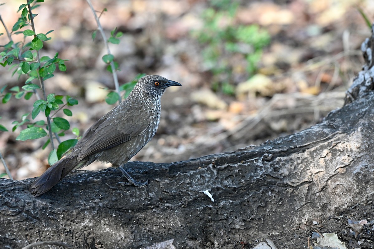 Arrow-marked Babbler - ML628816554