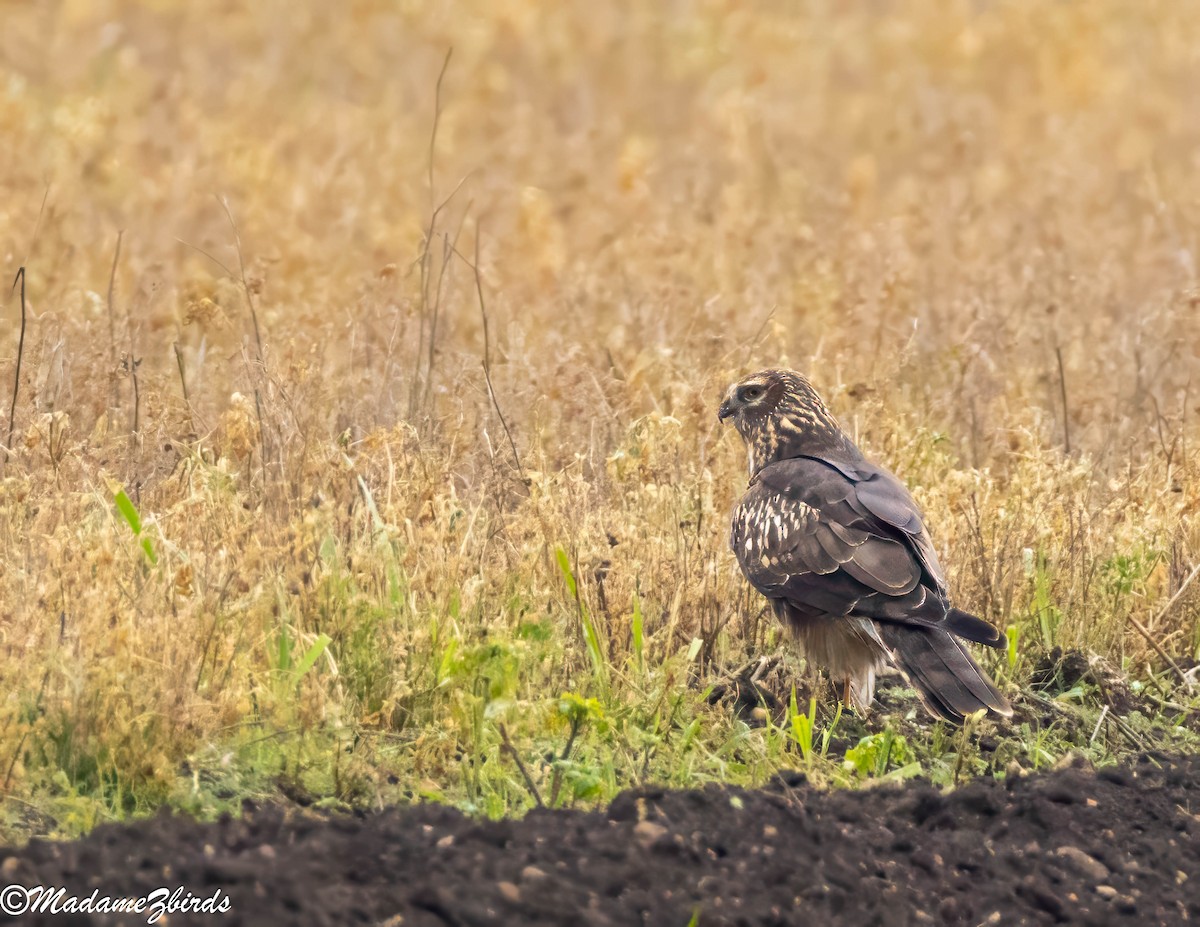Саарал хулд - ML628816674